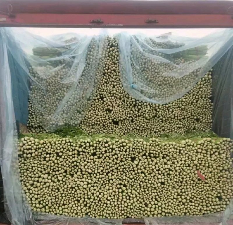 精品芹菜批发芹菜西芹50~60以上货量巨大、日供10万斤