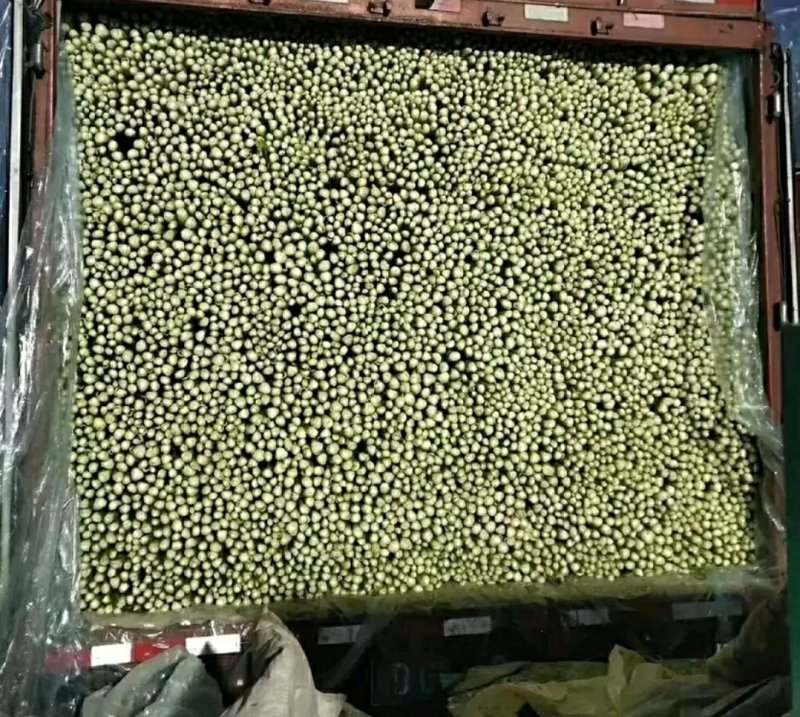 精品芹菜批发芹菜西芹50~60以上货量巨大、日供10万斤