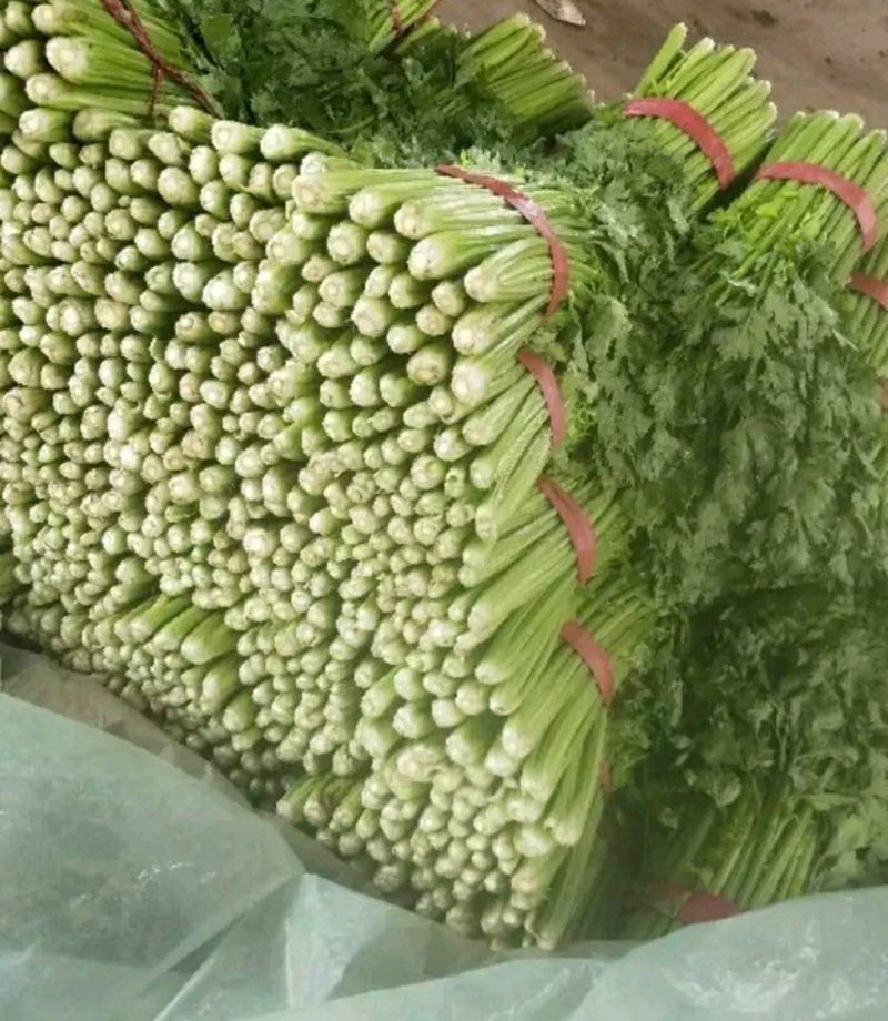 精品芹菜批发芹菜西芹50~60以上货量巨大、日供10万斤