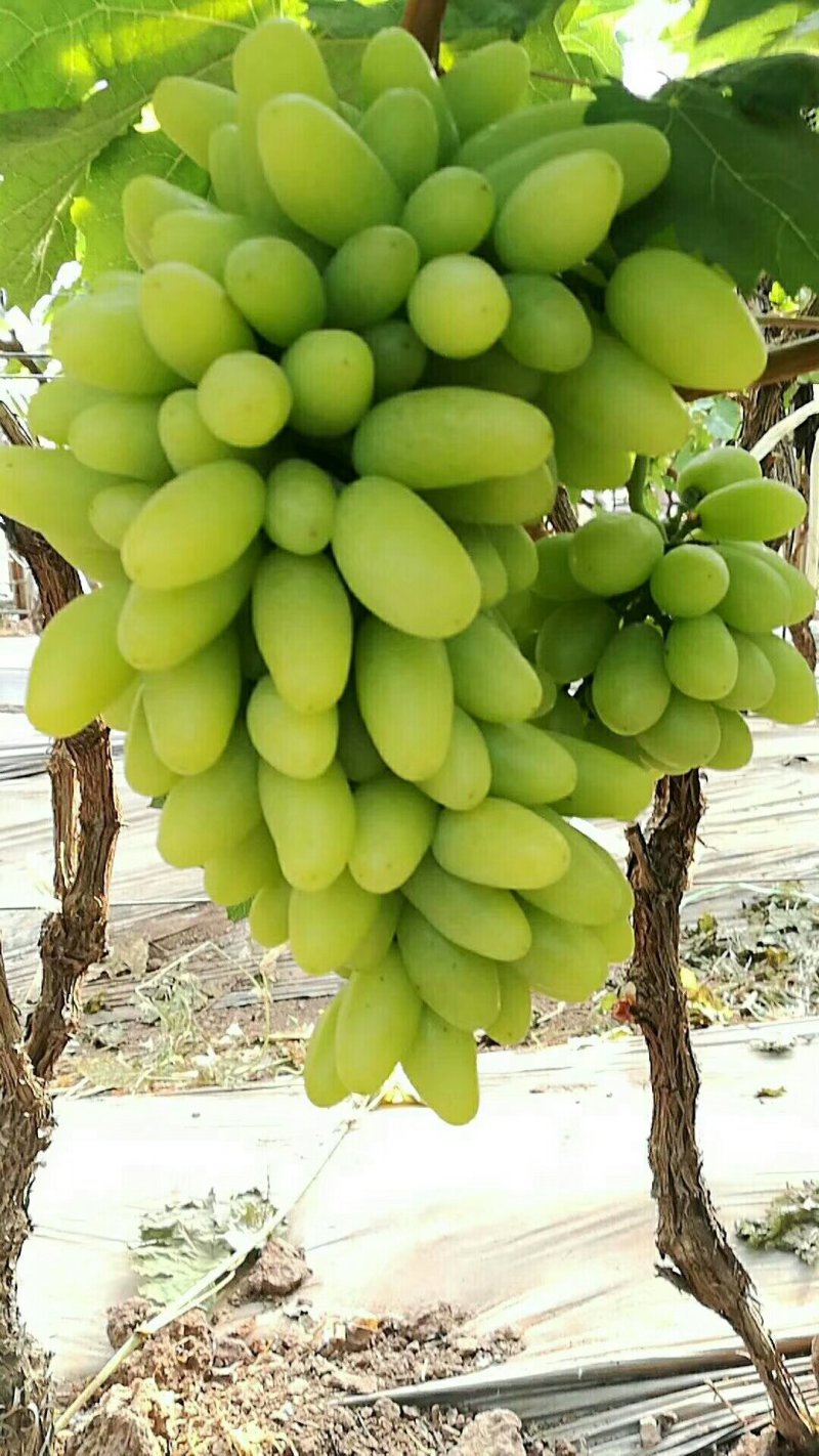 青提
