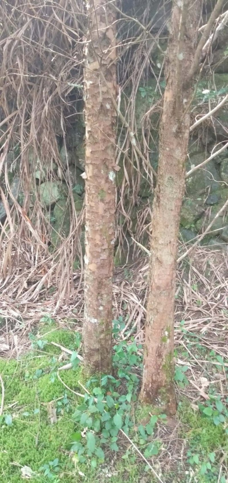 自己种的几亩红豆杉