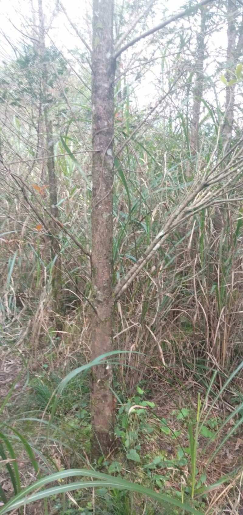 自己种的几亩红豆杉