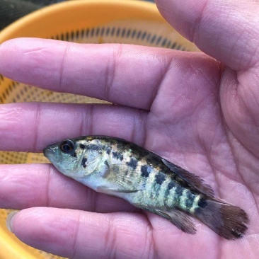 淡水石斑鱼苗花老虎专吃野杂鱼