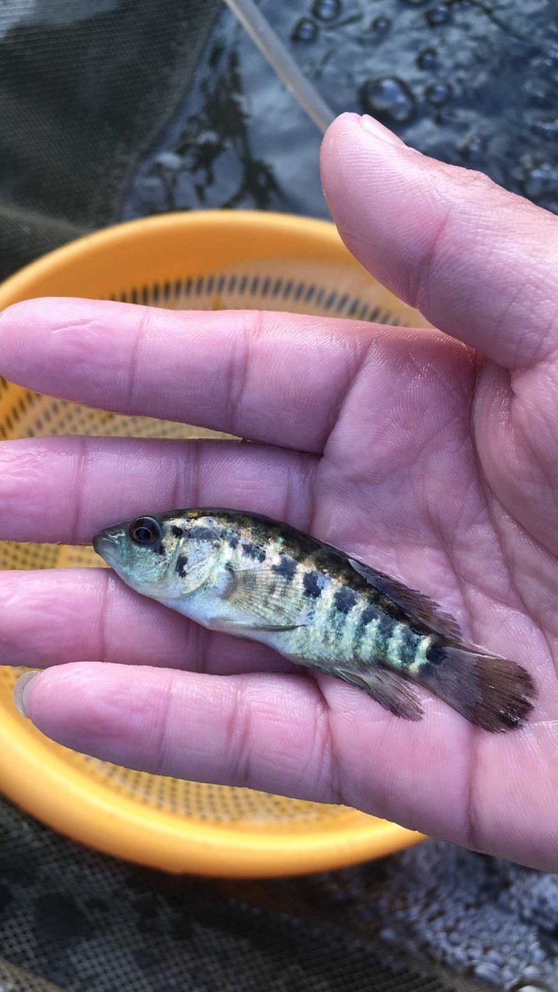 淡水石斑鱼苗花老虎专吃野杂鱼