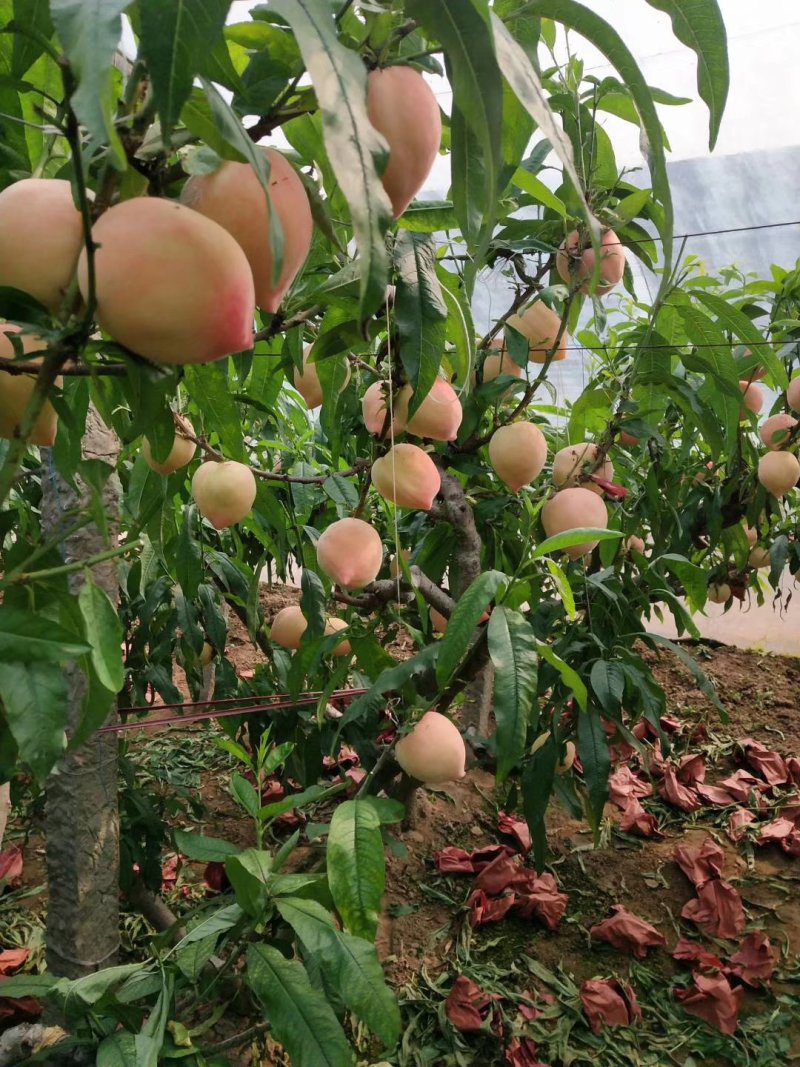 一件代发三斤（净果）件春雪水蜜桃