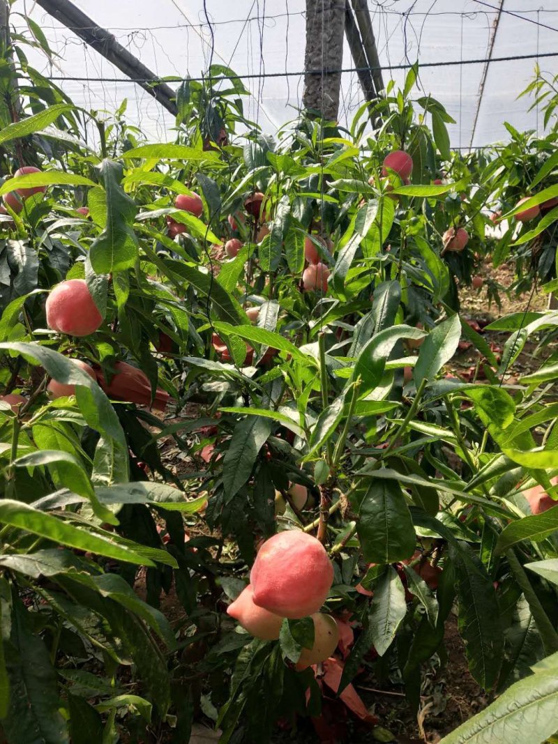 一件代发三斤（净果）件春雪水蜜桃