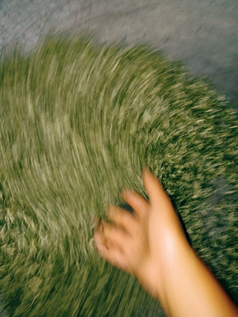 古丈毛尖黄金茶仙枣茶