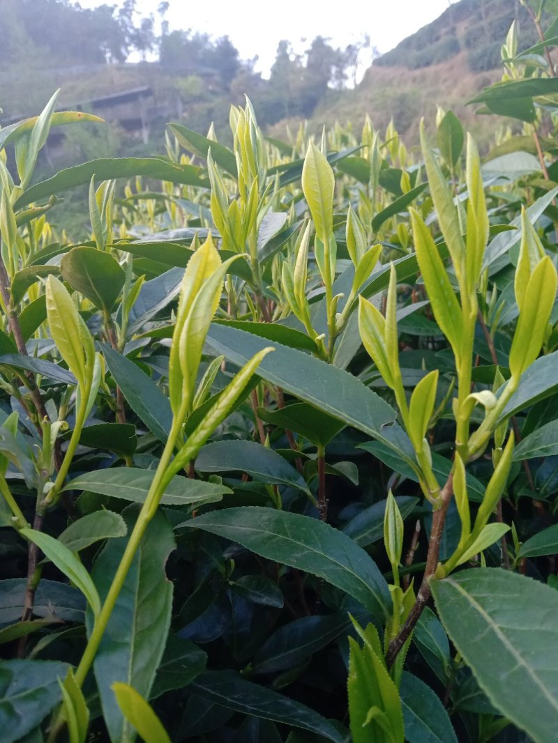 古丈毛尖黄金茶仙枣茶
