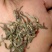 古丈毛尖黄金茶仙枣茶