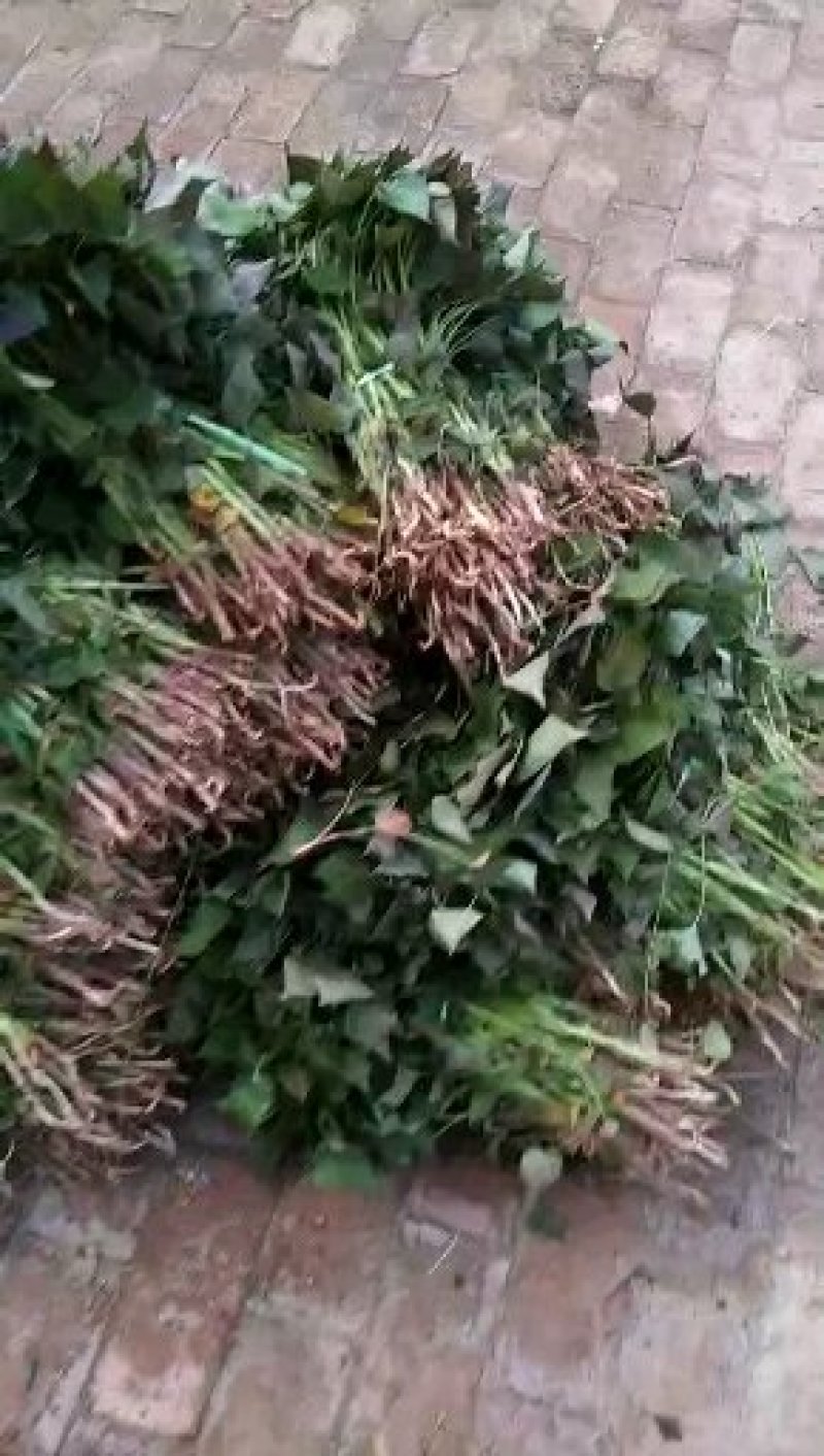 大量批发红薯苗