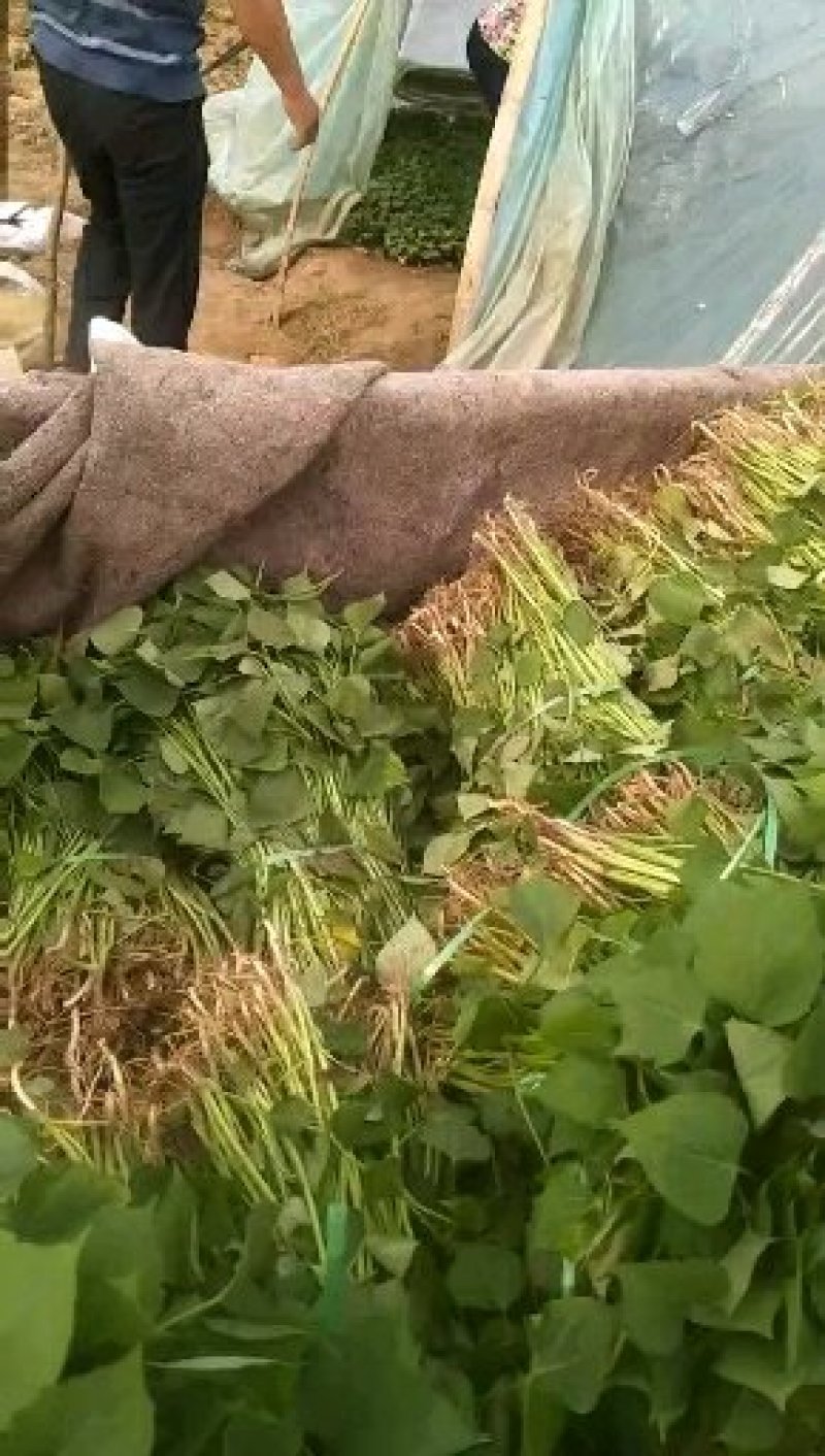 大量批发红薯苗