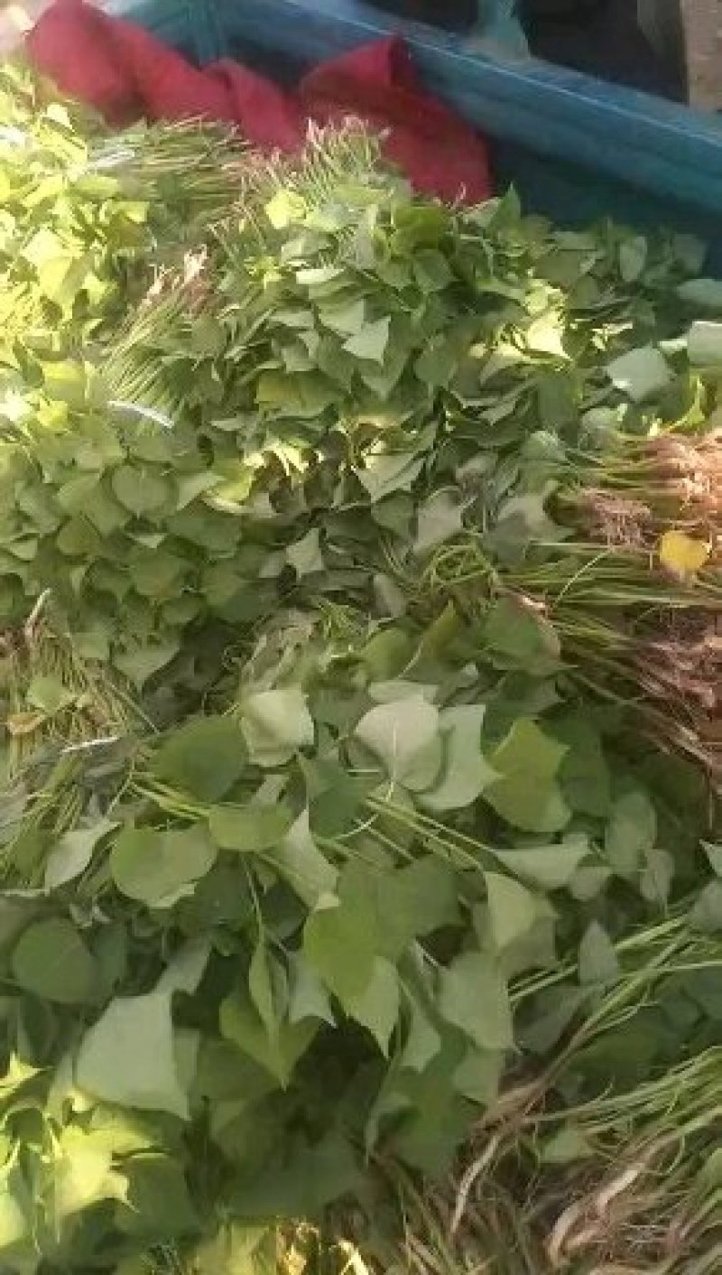 大量批发红薯苗