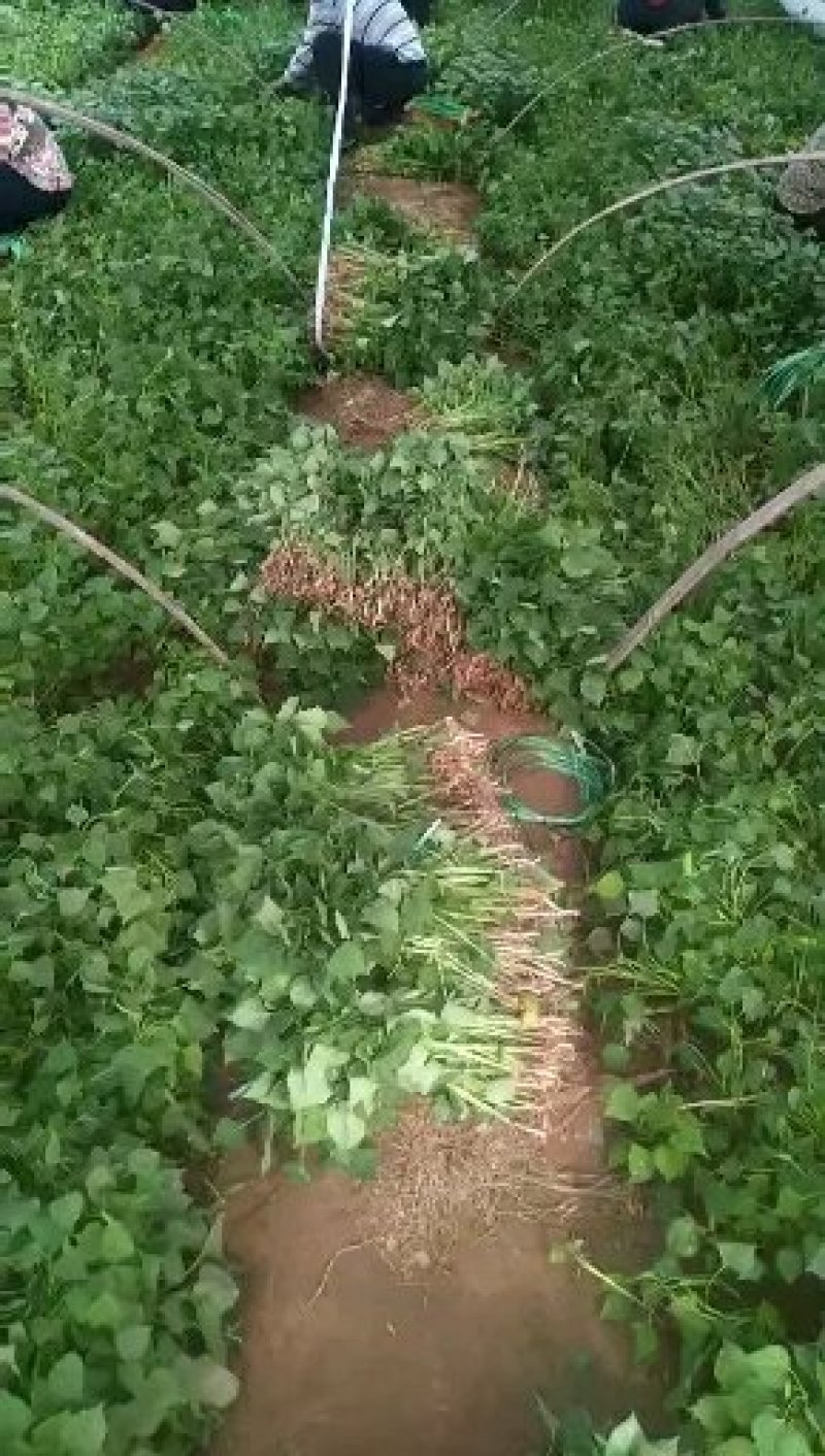 大量批发红薯苗