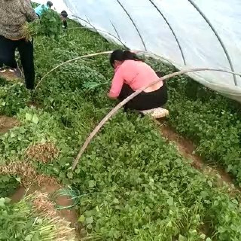 大量批发红薯苗