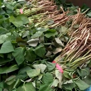 大量批发红薯苗