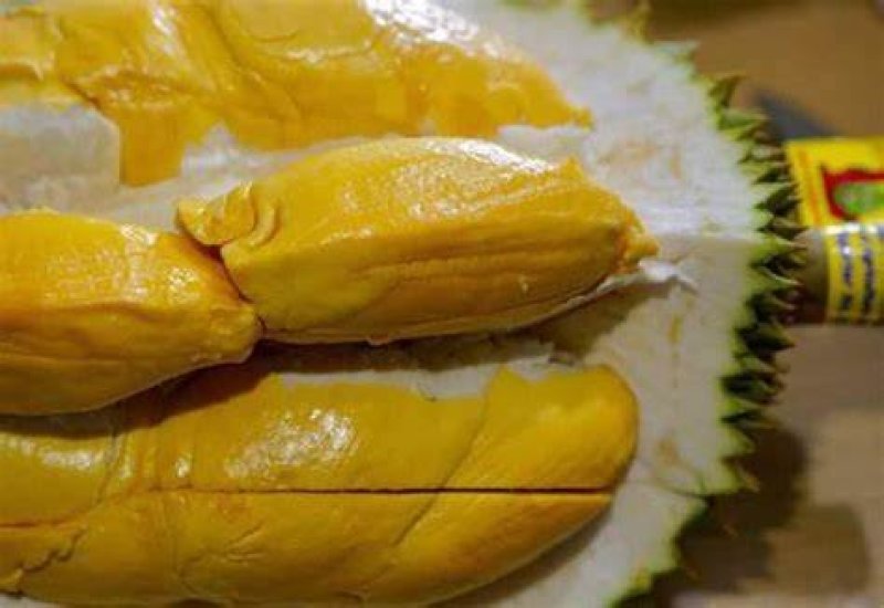 泰国，金枕，托曼尼，一件代发