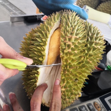 泰国，金枕，托曼尼，一件代发