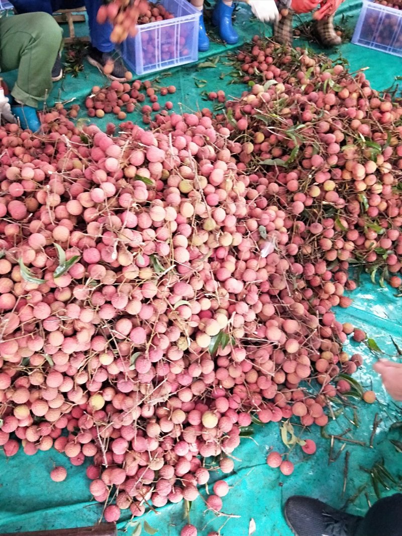 双肩玉荷包荔枝大量有货上市，需要客商可以联系