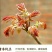 山东沂蒙红油6号香椿芽，大产地，大量现货，全国代发