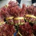 山东沂蒙红油6号香椿芽，大产地，大量现货，全国代发