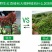 山东沂蒙红油6号香椿芽，大产地，大量现货，全国代发