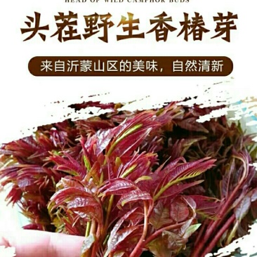山东沂蒙红油6号香椿芽，大产地，大量现货，全国代发