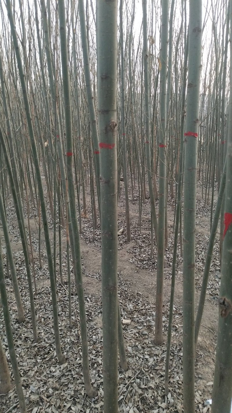 柳树，垂柳，金丝柳，旱柳，竹柳