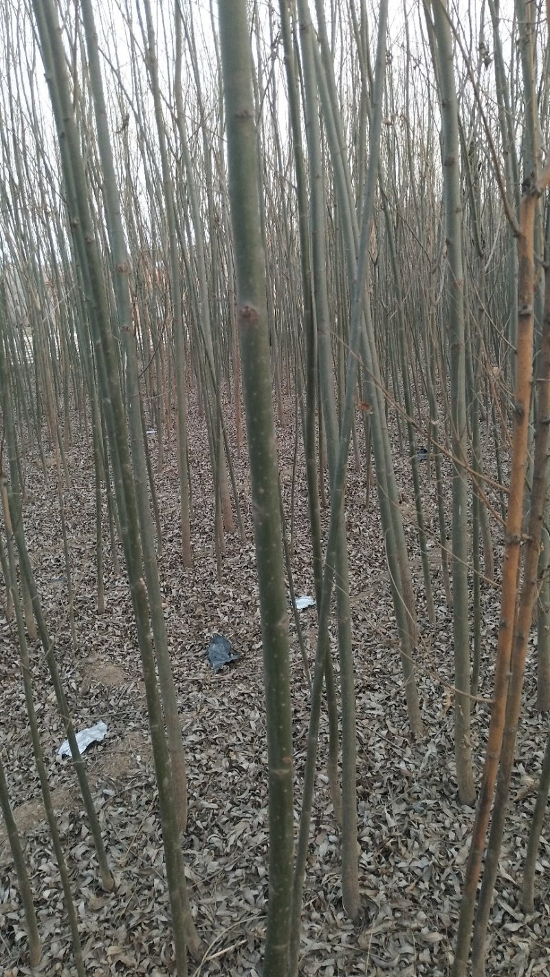 柳树，垂柳，金丝柳，旱柳，竹柳