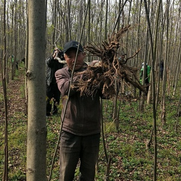 栾树
