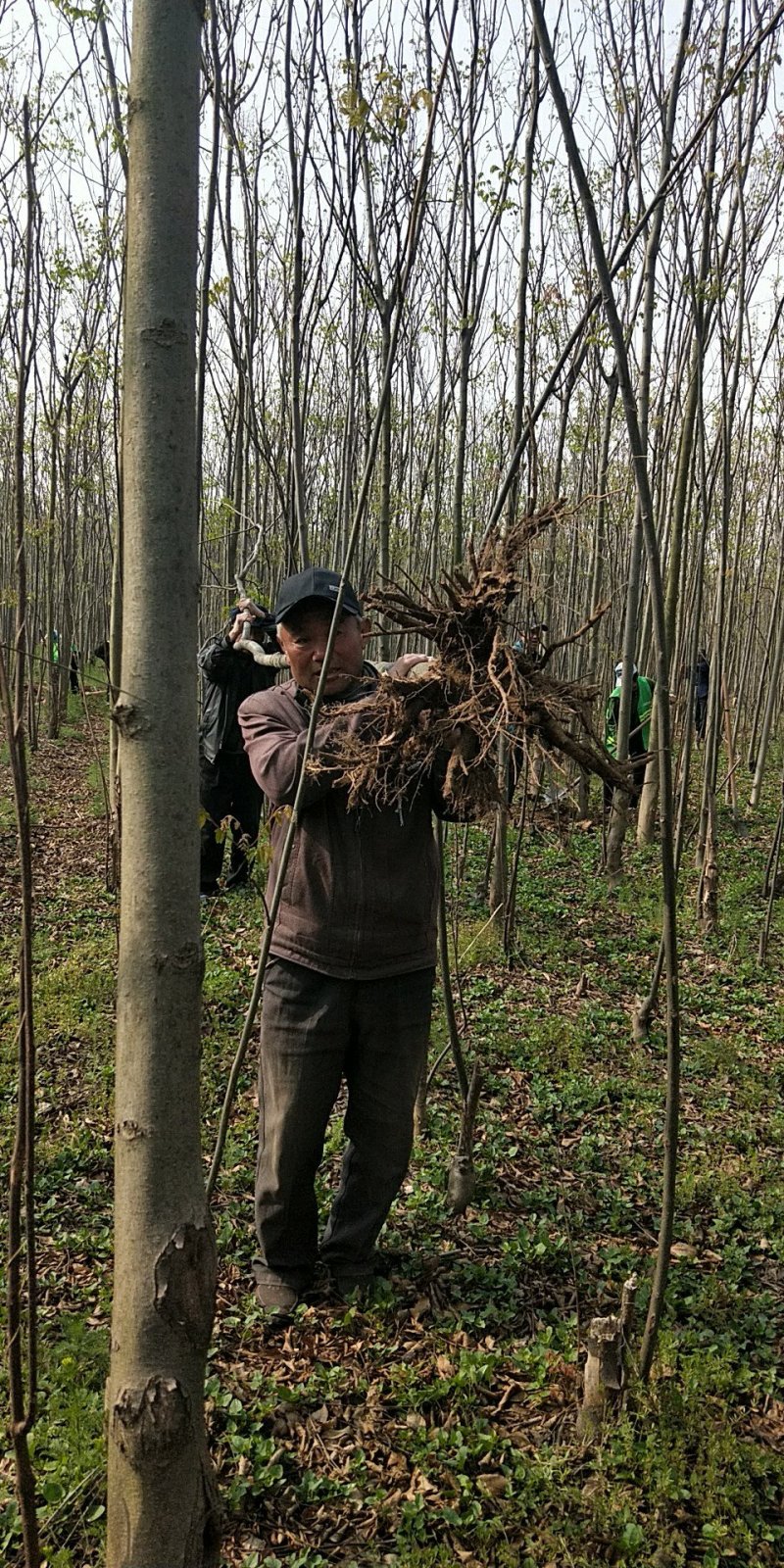 栾树