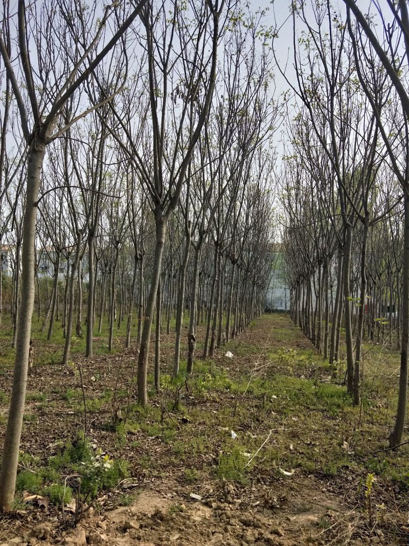 栾树