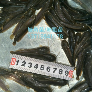 优质塘角苗/塘虱苗/胡子鲶