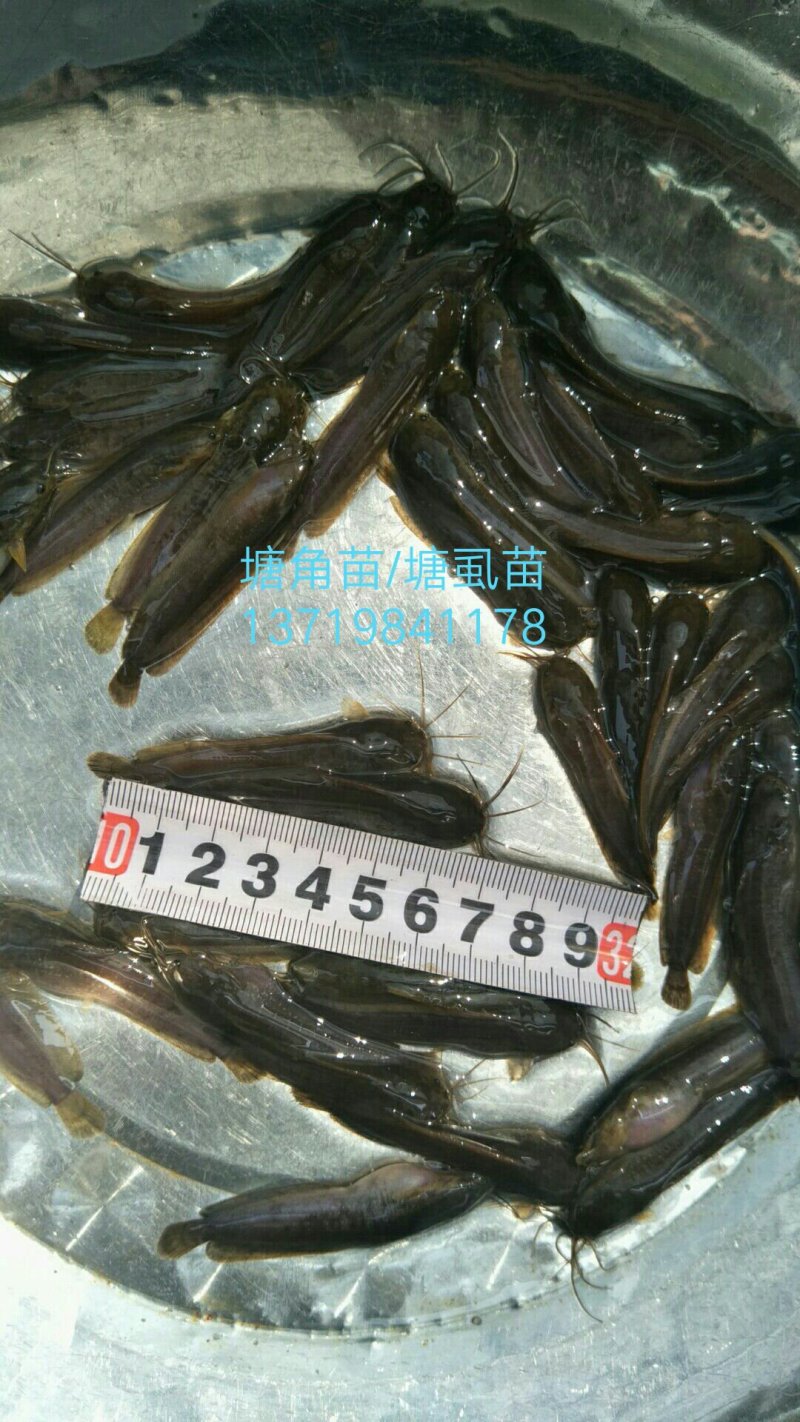 优质塘角苗/塘虱苗/胡子鲶