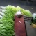 新都青韭黄，韭菜花，韭菜批发