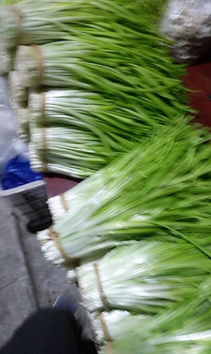 新都青韭黄，韭菜花，韭菜批发
