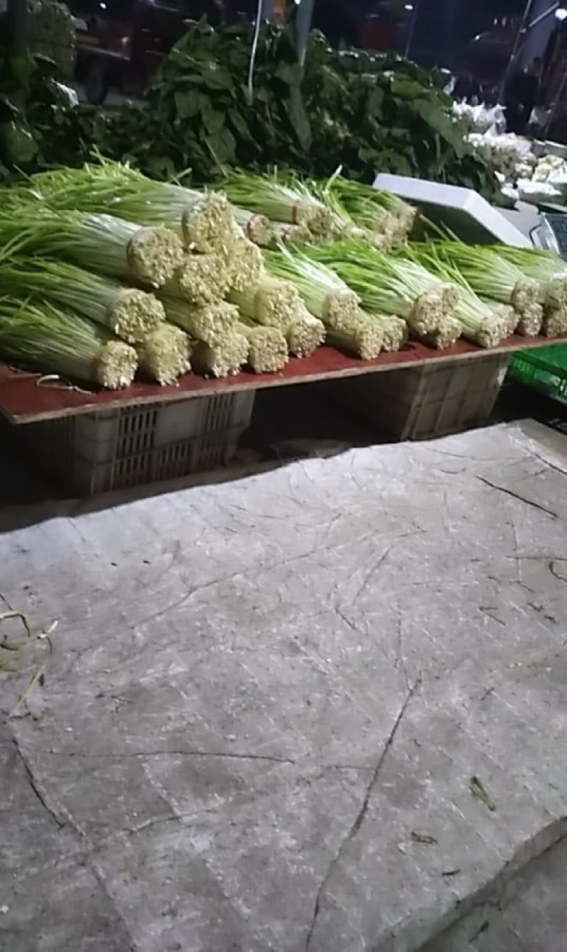 中江青韭黄，韭菜花，韭菜批发价钱电话联系