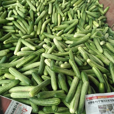 黄瓜，蒲瓜