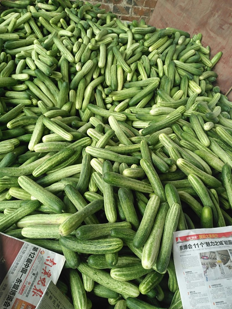 黄瓜，蒲瓜