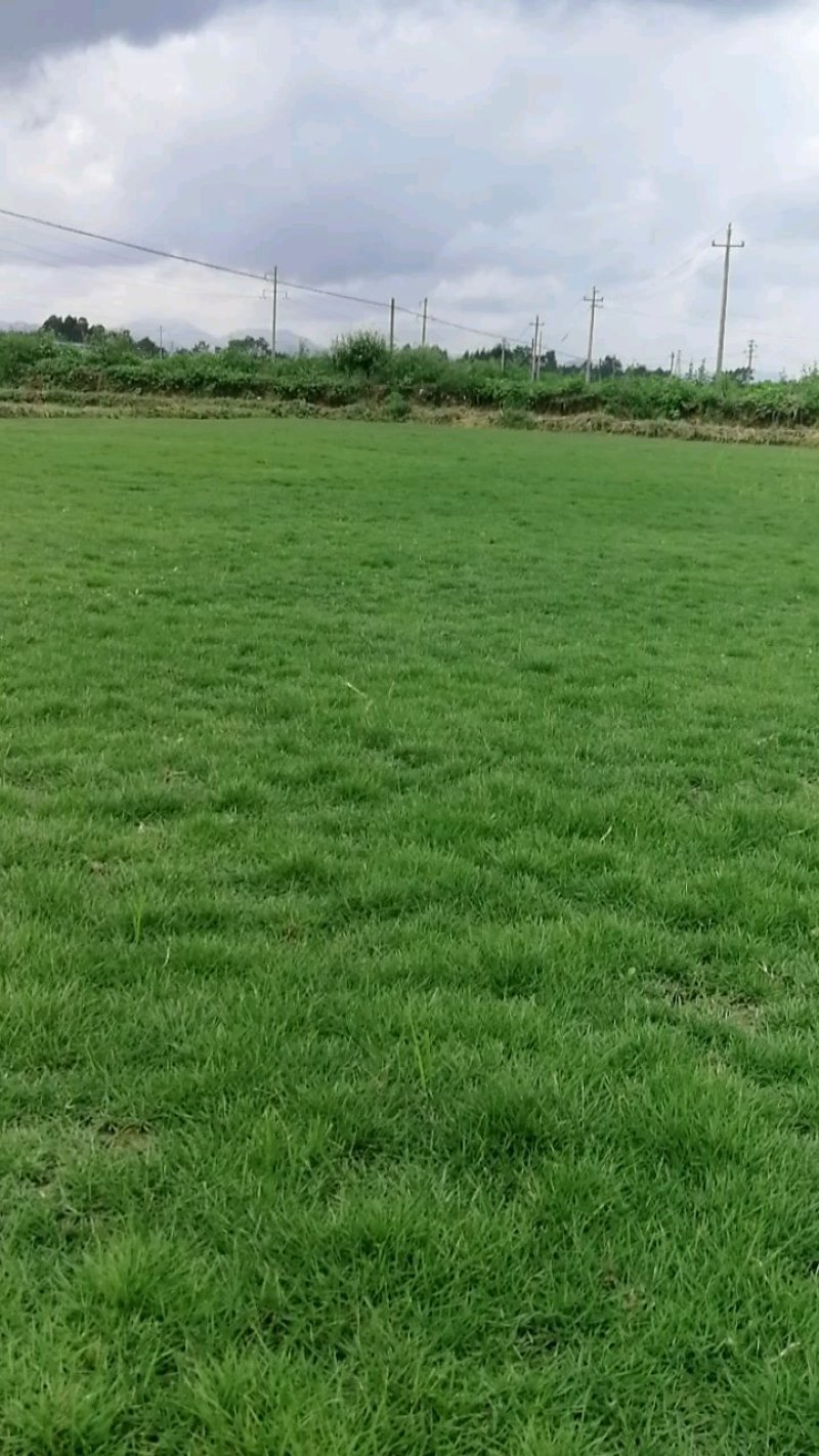马尼拉草皮，21*21*10