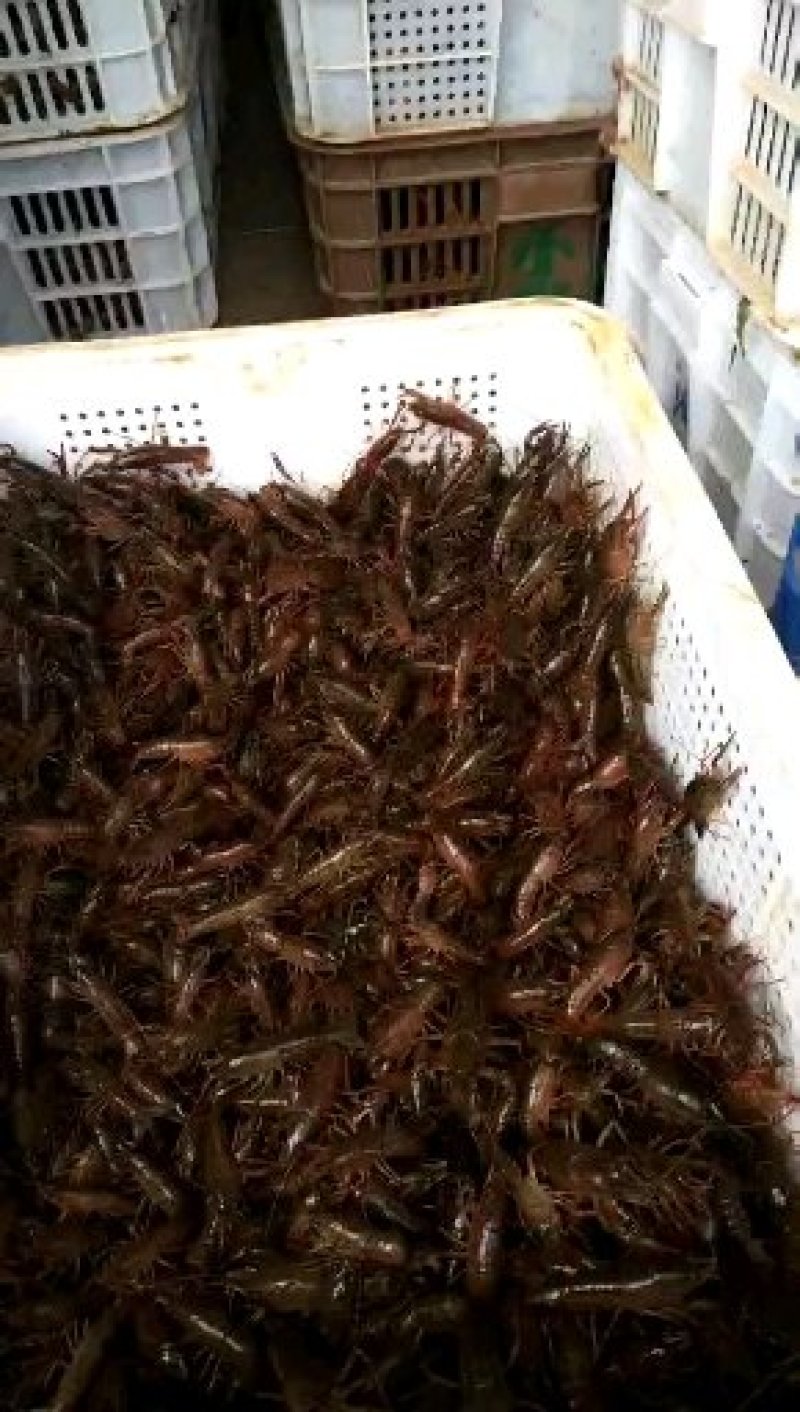 洪湖清水小龙虾苗种养殖淡水小龙虾虾苗活体湖苗种虾青幼苗种