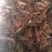 洪湖清水小龙虾苗种养殖淡水小龙虾虾苗活体湖苗种虾青幼苗种