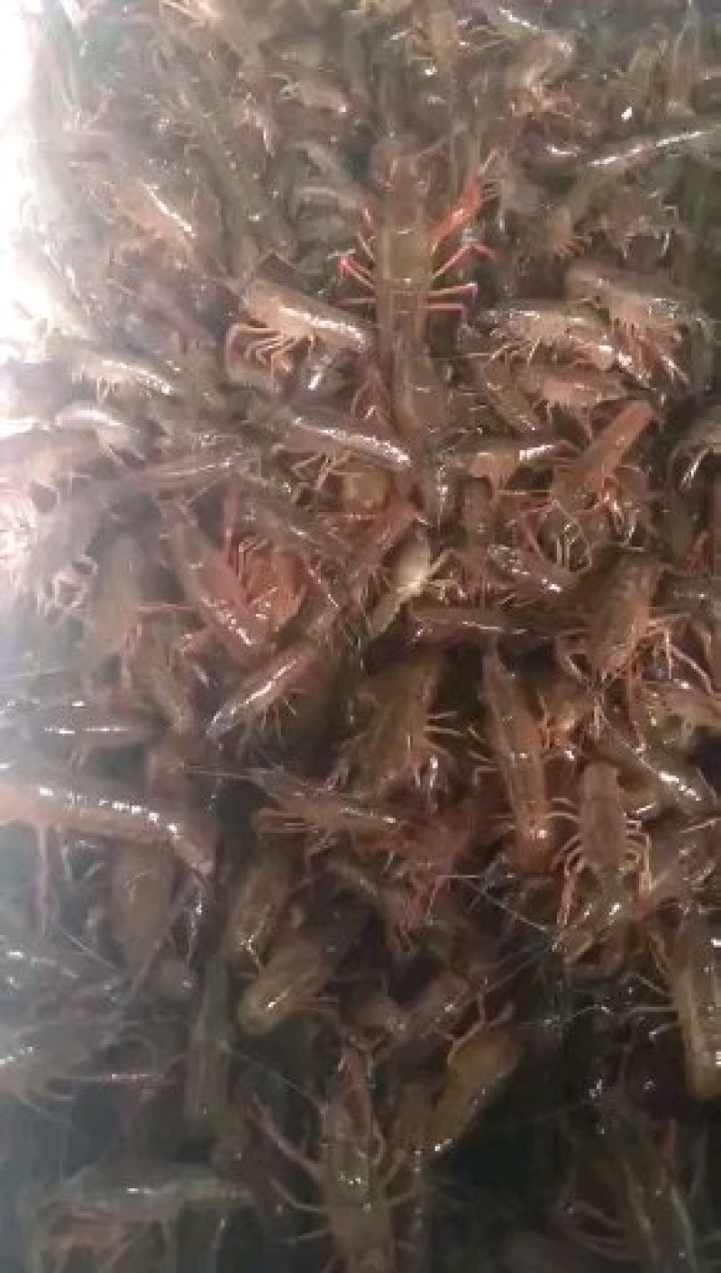 洪湖清水小龙虾苗种养殖淡水小龙虾虾苗活体湖苗种虾青幼苗种