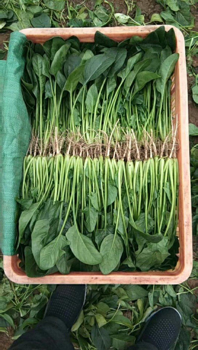 常年供应精品菠菜！