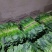 常年供应精品菠菜！