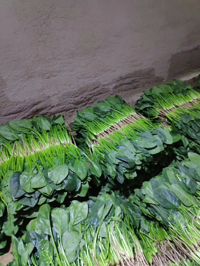 常年供应精品菠菜！