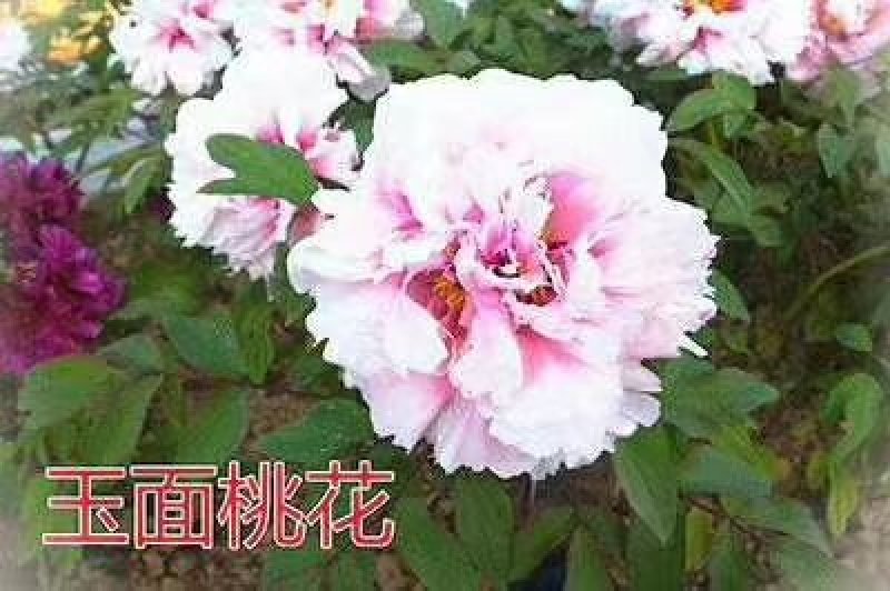 牡丹
