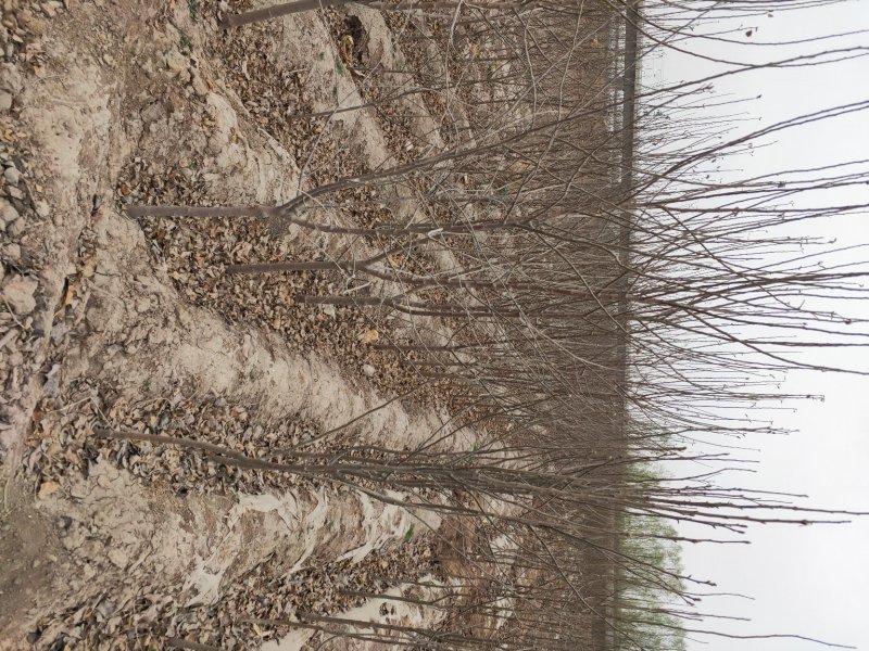 出售大田定植各种品种苹果树，基地直供，支持线上交易