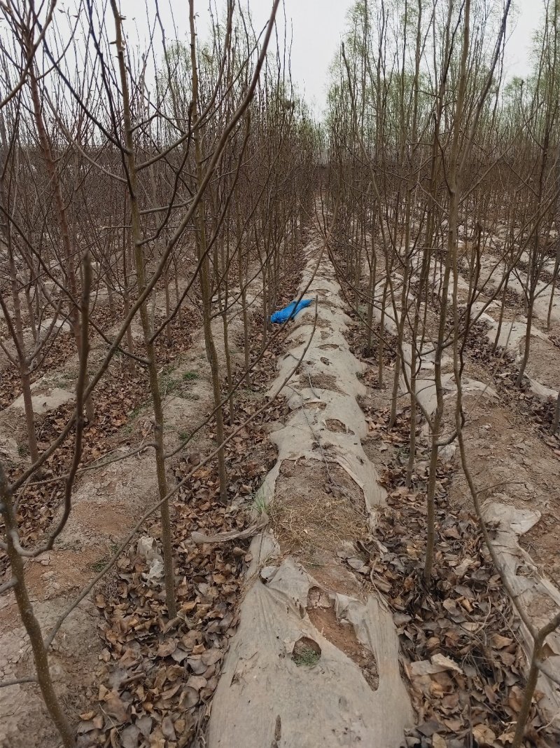 出售大田定植各种品种苹果树，基地直供，支持线上交易