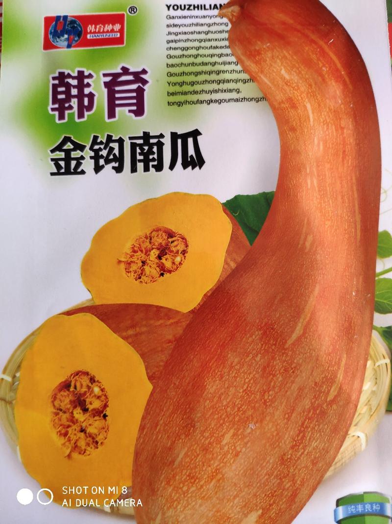 韩育金钩南瓜种子，中熟，单瓜重16斤，亩产8000千克
