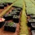 超纯种正中江津九叶青成品花椒苗已经上市